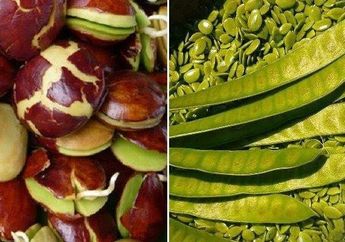 Sering Kali Dijauhi Bahkan Dibenci Karena Baunya Tidak Sedap, Ternyata Rutin Mengonsumsi Petai dan Jengkol Sangat Bermanfaat untuk Kesehatan Jantung!