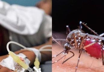 Tips Hidup Saat Terserang Demam Berdarah Dengue, Kenali 3 Fase DBD hingga Potensi Komplikasinya, Begini Penjelasan Ahli
