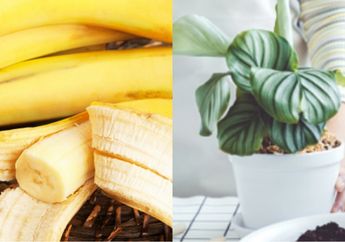 Kolektor Tanaman Sampai Nggak Percaya, Coba Usapkan Kulit Pisang Pada Tanaman Hias Seminggu Sekali, Hasilnya di Luar Ekspektasi