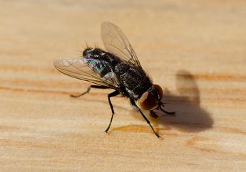 Jangan Sampai Satu Keluarga Sakit-sakitan Hanya Karena Satu Serangga, Begini Cara Mengusir Lalat di Rumah dengan Bahan Alami yang Murah