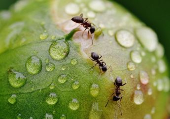Arti Mimpi Semut Berbahagialah, Biasanya Berkaitan dengan Pertanda Baik, Begini Penjelasannya Menurut Pandangan Islam 