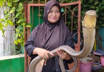 Keberaniannya Tak Kenal Usia Senja, Nenek Ini Dijuluki 'Ratu Ular', Sering Bantu Warga Mengevakuasi Ular hingga Berani Pelihara King Cobra Sepanjang Hampir 5 Meter
