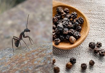 Akhirnya Bisa Merdeka dari Serbuan Semut Tanpa Butuh Obat Serangga, Cuma Modal Bumbu Dapur ini dan Lihat Hasilnya