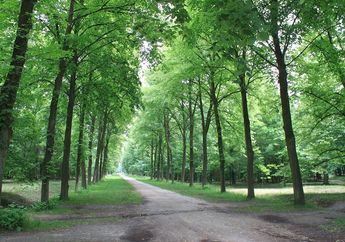 Wisata Sekaligus Terapi, Yuk Kenali Forest Healing Alias Terapi Pemulihan di Hutan, Dijamin Bikin Ketagihan!