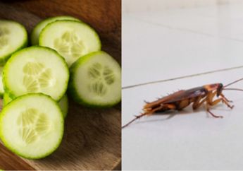 Aneh Tapi Nyata, Iseng Meletakkan Potongan Mentimun di Sudut Rumah, Ibu Rumah Tangga Ini Kaget Lihat Huniannya Bersih dari Kecoa
