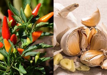 Tetangga Dijamin Ngiler Lihat Tanaman Cabai Tumbuh Subur, Ternyata Rahasianya Cuma Modal Bumbu Dapur ini!