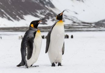 Arti Mimpi Tentang Penguin Ternyata Memberi Petunjuk Pada Seseorang dalam Mencari Karier, Benarkah?