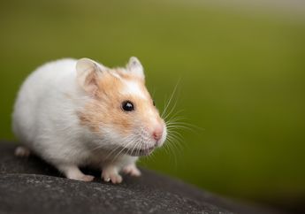 Punya Gigi yang Tidak Berhenti Tumbuh, Ini 5 Fakta Unik Hamster
