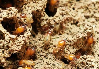 Emak-emak Gak Perlu Pusing Lagi! Ternyata Cuma Nodal Air Sabun Bisa Usir Rayap di Rumah Selamanya, Ini Caranya