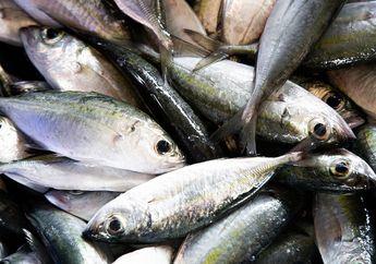 Bisa Bikin Umur Pendek, Orang dengan 3 Kondisi Ini Ternyata Tidak Boleh Sembarangan Makan Ikan, Efek Sampingnya Sangat Mengerikan