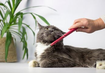 Cara Mandiin Kucing di Rumah, Begini Tahapan yang Harus Dilakukan!