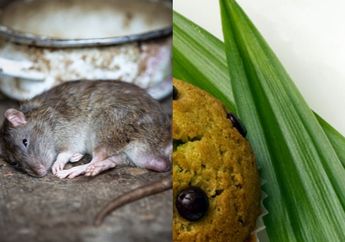 Gampang Banget! Ternyata Cuma Modal Daun Pandan Bisa Usir Tikus dari Rumah, Dijamin Tanpa Racun dan Perangkap