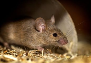 Ajaib! Selai Kacang Ternyata Dapat Mengusir Tikus yang Berkeliaran di Rumah, Begini Caranya