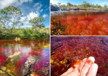 Keindahannya Serasa di Surga, Ternyata Inilah Fakta Mengenai Cano Cristales, Sungai Terindah di Dunia yang Membentang Penuh Warna Bagaikan Pelangi!