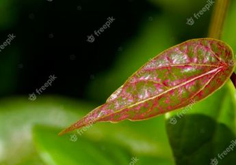 Ajaib! Padahal Cuma Letakkan Bahan Alami Ini Pada Kulit, Luka dan Bekas Sayatan Langsung Sembuh dalam Hitungan Menit