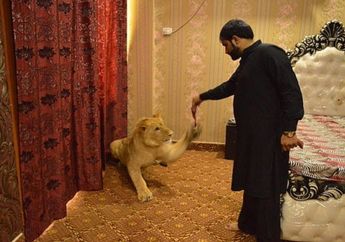 Fantastis! Intip Biaya yang Harus Dikeluarkan untuk Pelihara Singa, Jatah Makannya Saja Bisa 15 Kali Lipat Gaji UMR Jakarta