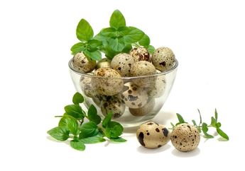 Arti Mimpi Telur Burung Puyuh Meski Terlihat Sepele Ternyata Malah Jadi Pertanda Baik Ini Lho, Simak Penjelasannya