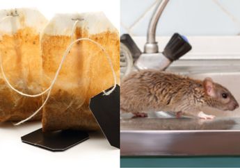 Ngapain Buang Uang Beli Perangkap atau Racun, Tikus yang Berkeliaran di Rumah Ternyata Bisa Dibasmi dengan Kantong Teh Bekas, Begini Caranya!