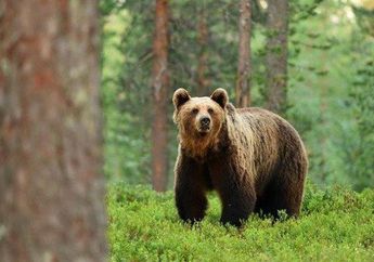 Arti Mimpi Dikejar Beruang Ternyata Pertanda Buruk, Harap Waspada karena Hidup Akan Dihantui Kesusahan Soal Hal Ini!