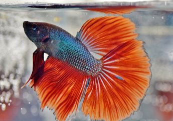 Arti Mimpi Melihat Ikan Hias atau Cupang, Ternyata Jadi Pertanda Baik Ini, Simak Penjelasannya