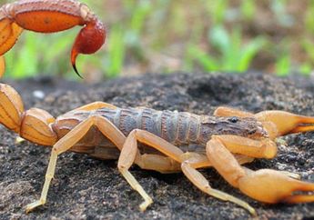   Arti Mimpi Tentang Kalajengking Merah Konon Membawa Kabar Baik yang Berkaitan dengan Kebahagiaan, Cek Kebenarannya!