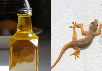 Awalnya Coba-coba, Ibu Rumah Tangga Ini Ketagihan Basmi Cicak Cuma Modal Minyak Goreng Bekas, Simak Caranya!