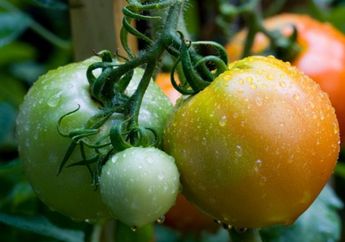 Iseng Konsumsi Tomat Mentah Secara Rutin, Jangan Kaget Jika Rasakan Efek Luar Biasa Ini Pada Tubuhmu