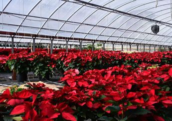 Bikin Pekarangan Rumah Makin Cantik, Ini 3 Hal yang Perlu Diperhatikan Jika Ingin Merawat Poinsettia
