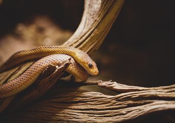 6 Cara Mencegah Ular Masuk ke Dalam Rumah, Bahaya Kalau Lengah!