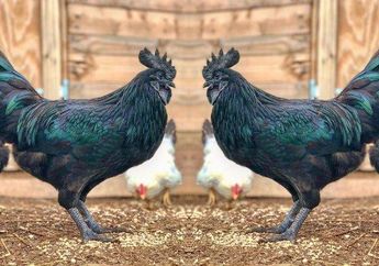 Arti Mimpi Ayam Hitam Ternyata Tak Ada Hubungannya dengan Unsur Magis, Bisa Jadi Pengingat untuk Jangan Putus Asa