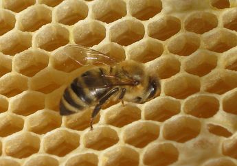 Arti Mimpi Disengat Lebah Madu Gak Selalu Sesakit Patah Hati, Kadang Cerminkan Pikiran Kalut hingga Pertanda Hamil  