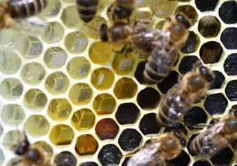 Hati-hati! Kamu Menemukan Sarang Lebah di Rumah? Ternyata Menurut Fengshui Memiliki Makna Buruk Ini!