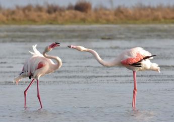 Termasuk Jenis Burung, Apakah Flamingo Bisa Terbang dengan Sayapnya?