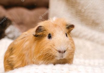 Arti Mimpi Tentang Marmot Mati Bisa Jadi Pertanda Buruk, Ini Penjelasan Lengkapnya!