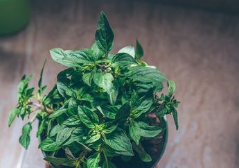 Harga Diri Gak Cuma Sebatas Pelengkap Lalapan, Rajin Konsumsi Kemangi Justru Punya Deretan Manfaat ini, Awas Kaget!