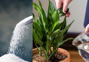 Efeknya Bikin Ibu Rumah Tangga Melongo, Iseng Menyiram Tanaman Dengan Air Gula, Ternyata Ini yang Akan Terjadi