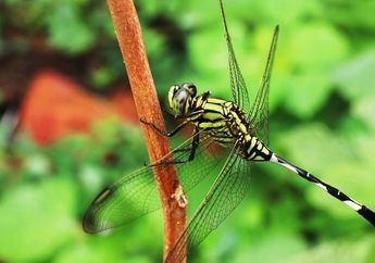 5 Arti Mimpi Menangkap Capung di Ladang, Ternyata Jadi Pertanda Positif Ini, Simak Penjelasannya