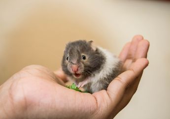 Jangan Sampai Terabaikan, Kenali 5 Penyakit yang Bisa Terjadi pada Hamster Peliharaan