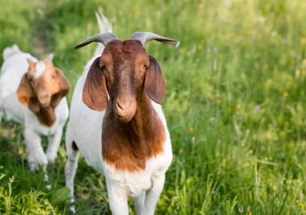 Arti Mimpi Tentang Kambing Ternyata Patut Dirayakan! Kamu akan Menemukan Kesempurnaan Ini dalam Hidup 