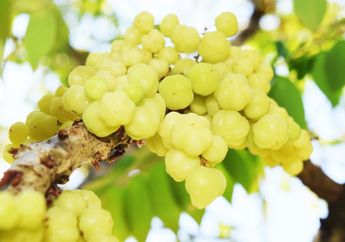 Ucapkan Selamat Tinggal pada Obat Kimia! Ternyata Buah dan Bahan ini Lebih Mujarab Atasi Kolesterol, Nyesel Baru Tahu Sekarang