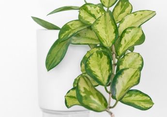Mulai dari Hoya sampai Philodendron Micans, Ini 5 Tanaman Hias yang Akan Populer di Tahun 2022