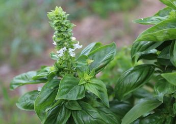 Jadi Bahan Tetap untuk Lalapan, Daun Kemangi yang Punya Deretan Manfaat Justru Bisa Undang Bahaya untuk Orang dengan Kondisi ini