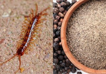 Kena Sedikit Racunnya Bisa Bikin Masuk Rumah Sakit, Begini Cara Usir Kelabang yang Sering Nongol di Sudut Rumah, Cuma Pakai Satu Bumbu Dapur