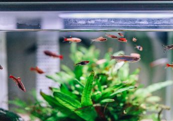 5 Arti Mimpi Memelihara Ikan di Akuarium, Ternyata Jadi Pertanda Hal Penting Ini, Simak Penjelasannya