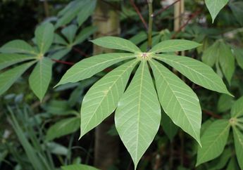 Stop Sekaran Juga kalau Tak Mau Kena Getahnya, Makan Daun Singkong Justru Bisa Undang Bahaya untuk Orang dengan Kondisi ini