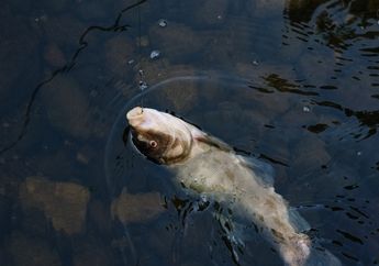 Kunci Jawaban Materi 3 SD Tema 1, Apakah Mata Ikan Tidak Perih Seharian Kena Air?