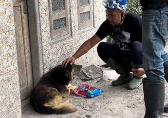 Sempat Buat Relawan Kebingungan Gegara Tak Mau Dievakuasi dari Zona Hitam Erupsi Semeru, Anjing Bernama Nemo Ini Ternyata Diam-diam Lakukan Hal Memilukan