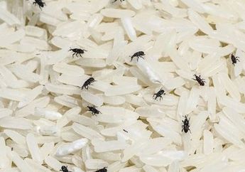 Arti Mimpi Kutu Menurut Primbon Jawa Berkaitan dengan Pertanda Baik, Kalian Pernah Mengalami?