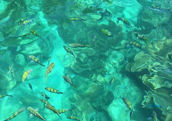 10 Arti Mimpi Ikan Mati Menurut Primbon Jawa, Bersyukurlah, Pertanda Banyak Hal Baik Akan Terjadi