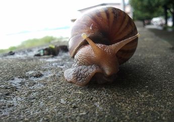 Arti Mimpi Melihat Keong, Siap Ketiban Rezeki Nomplok? Jangan Syok Jika Sebentar Lagi Diganjar Kejutan Tak Terduga Ini!